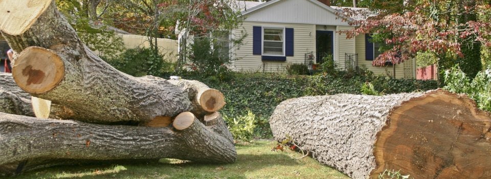 Residential Tree Removal Louisville