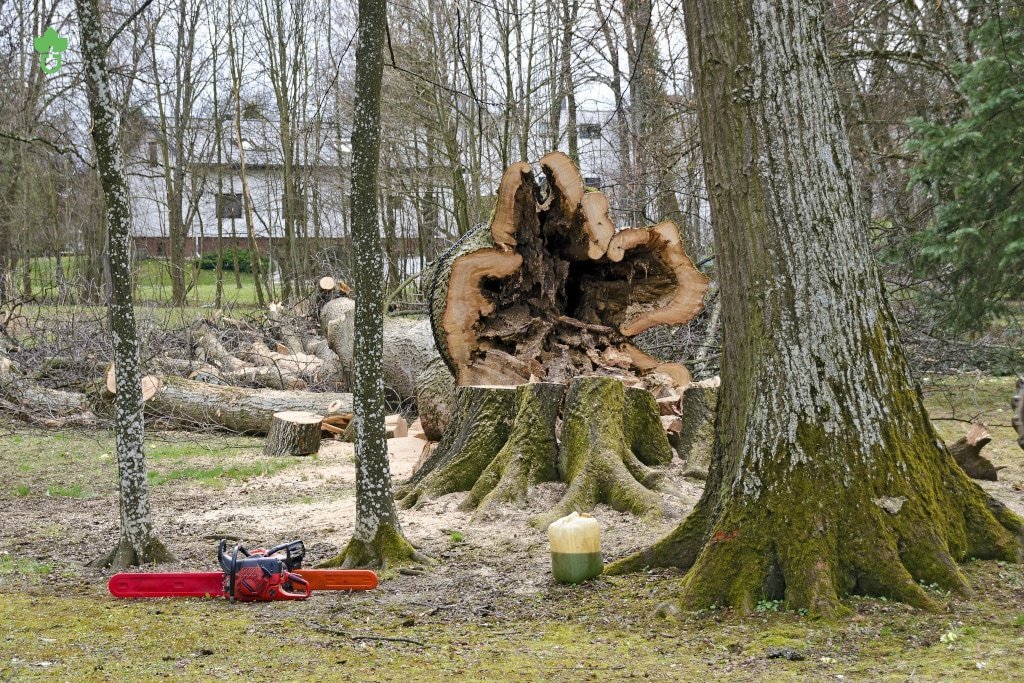 Louisville Large Tree Removal