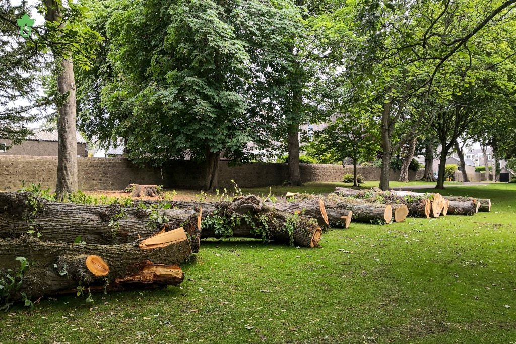 Louisville Tree Service