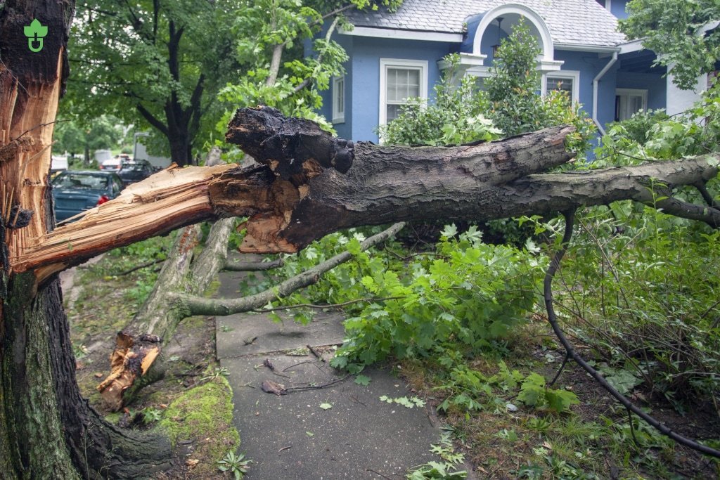 Emergency Tree Removal