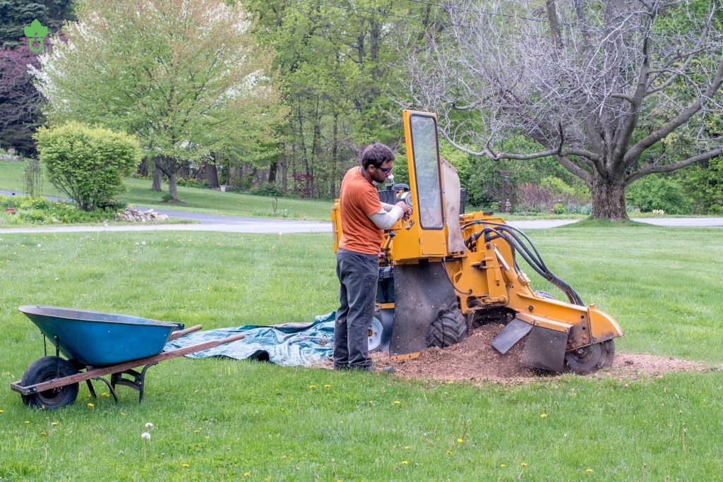 Louisville Tree Stump Removal