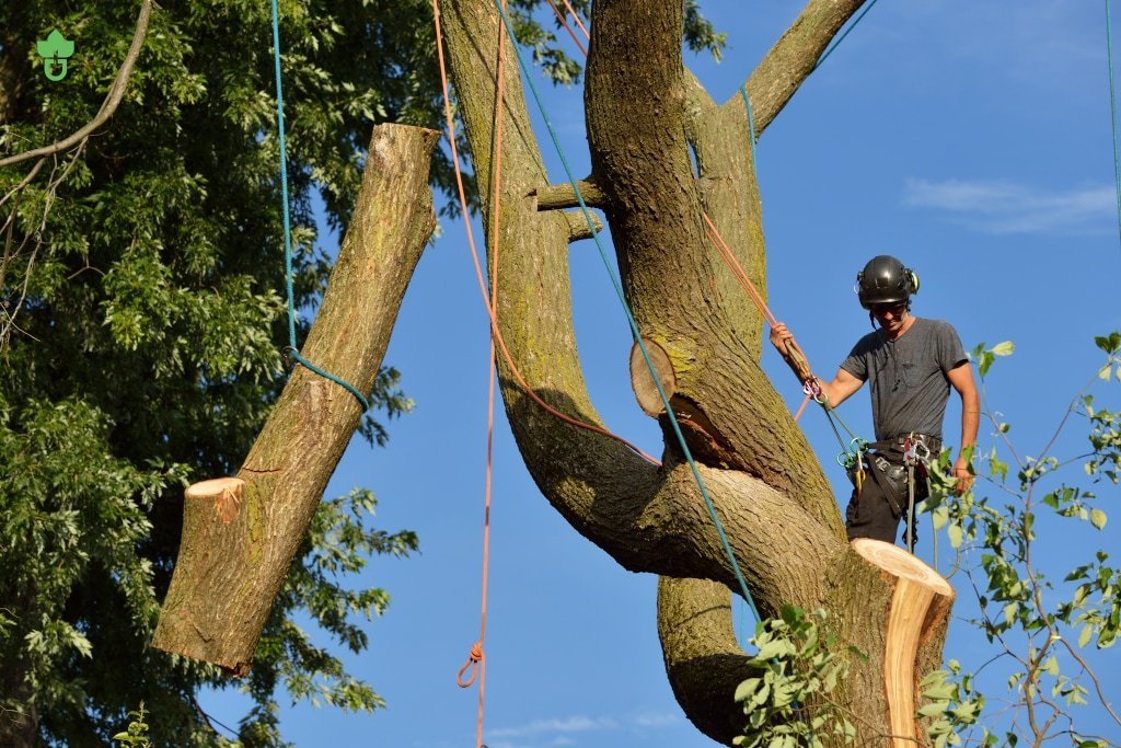 Louisville Tree Removal Climber